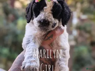 Mixed Breed dogs MARILYN - Ad 1