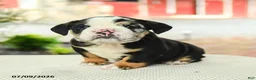 English Bulldog dogs for sale: Vernon - Ad 3