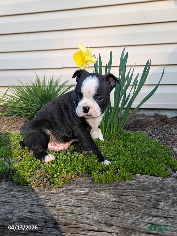 Boston Terrier dogs Colton - Ad 1