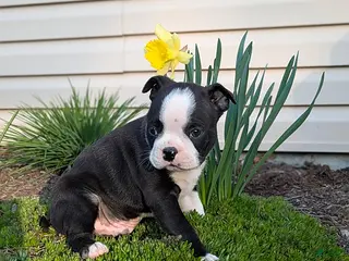 Boston Terrier dogs for sale: Colton - Ad 4