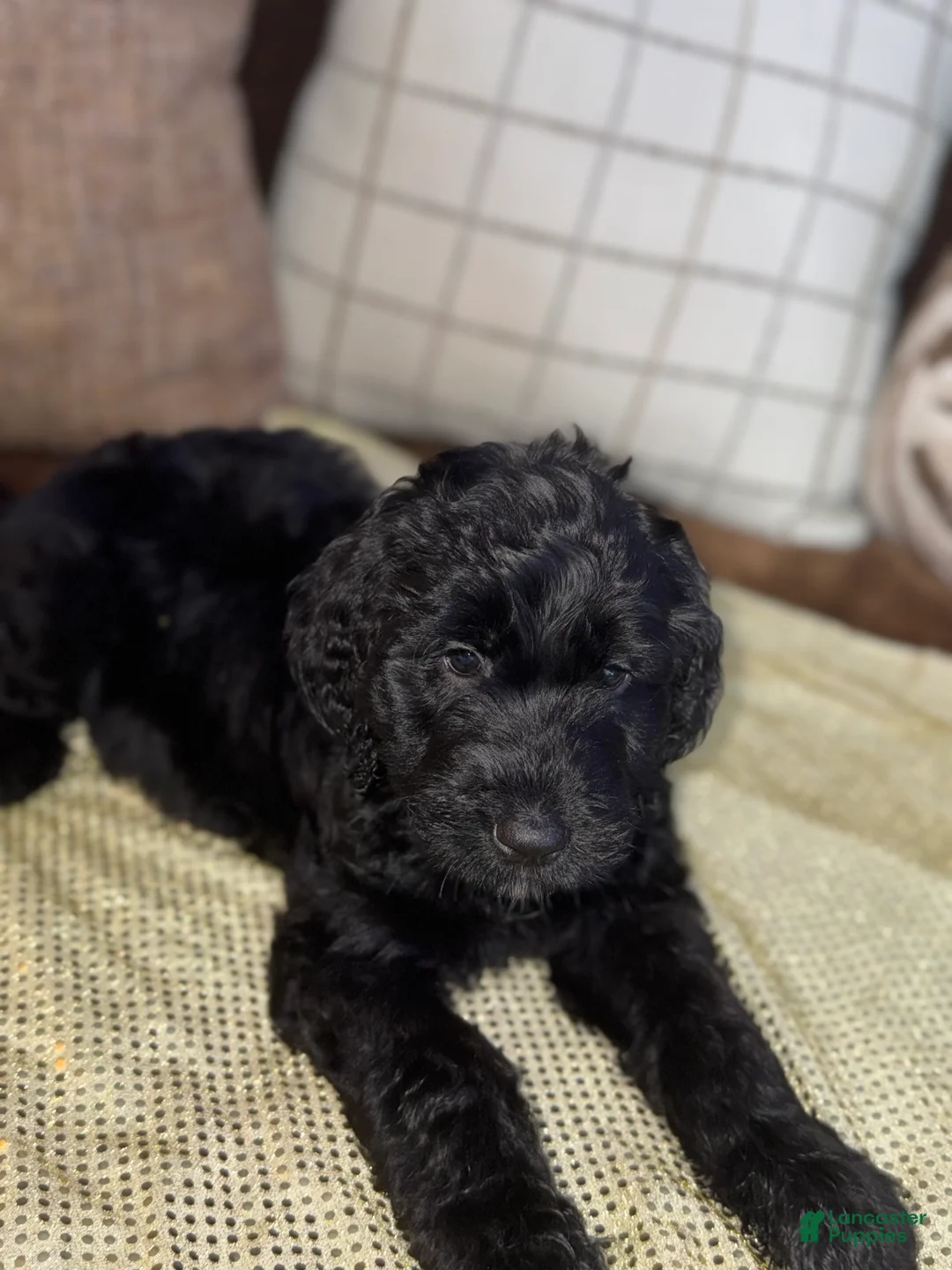 Labradoodle dogs for sale: Onyx  - Ad 2