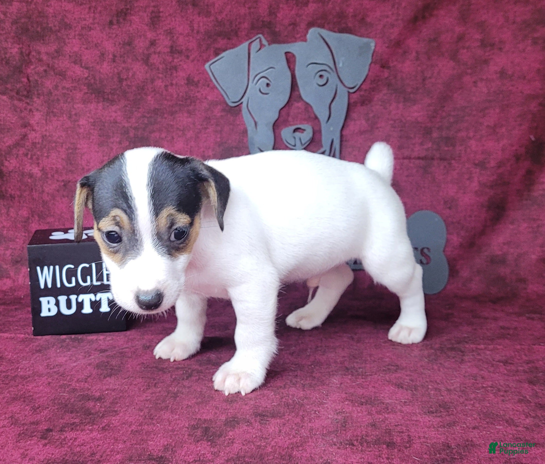 Jack Russell Terrier dogs RICOCHET Delivery available  - Ad 2