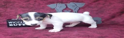 Jack Russell Terrier dogs for sale: RICOCHET Delivery available  - Ad 2