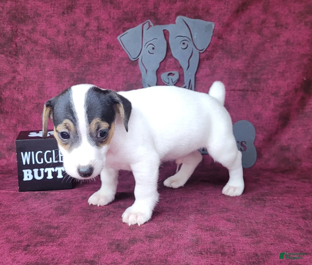 Jack Russell Terrier dogs for sale: RICOCHET Delivery available  - Ad 2