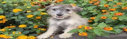 Schnoodle dogs for sale: Mitch  - Ad 4