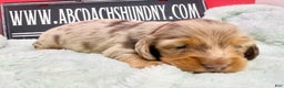 Miniature Dachshund dogs for sale: Champion bred Russian  - Ad 1