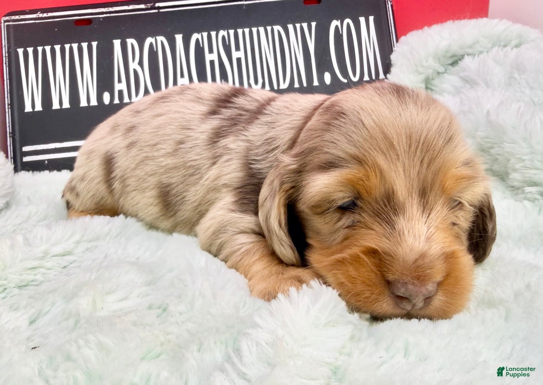 Miniature Dachshund dogs for sale: Champion bred Russian  - Ad 1