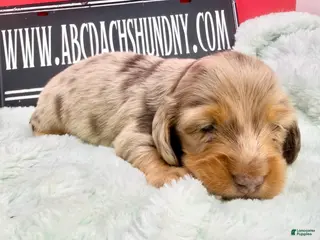 Miniature Dachshund dogs Champion bred Russian - Ad 12