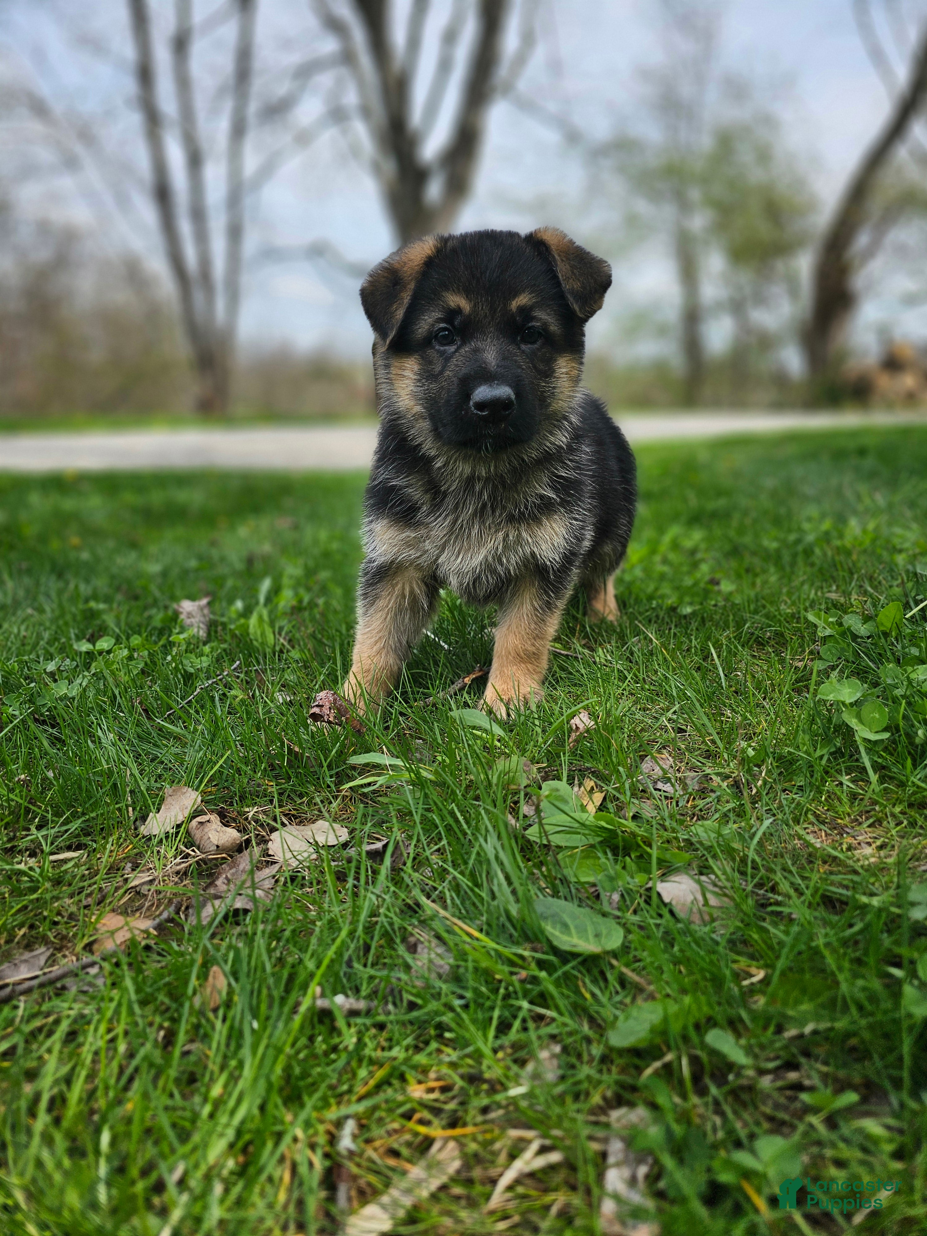 German Shepherd dogs Hunter  - Ad 2