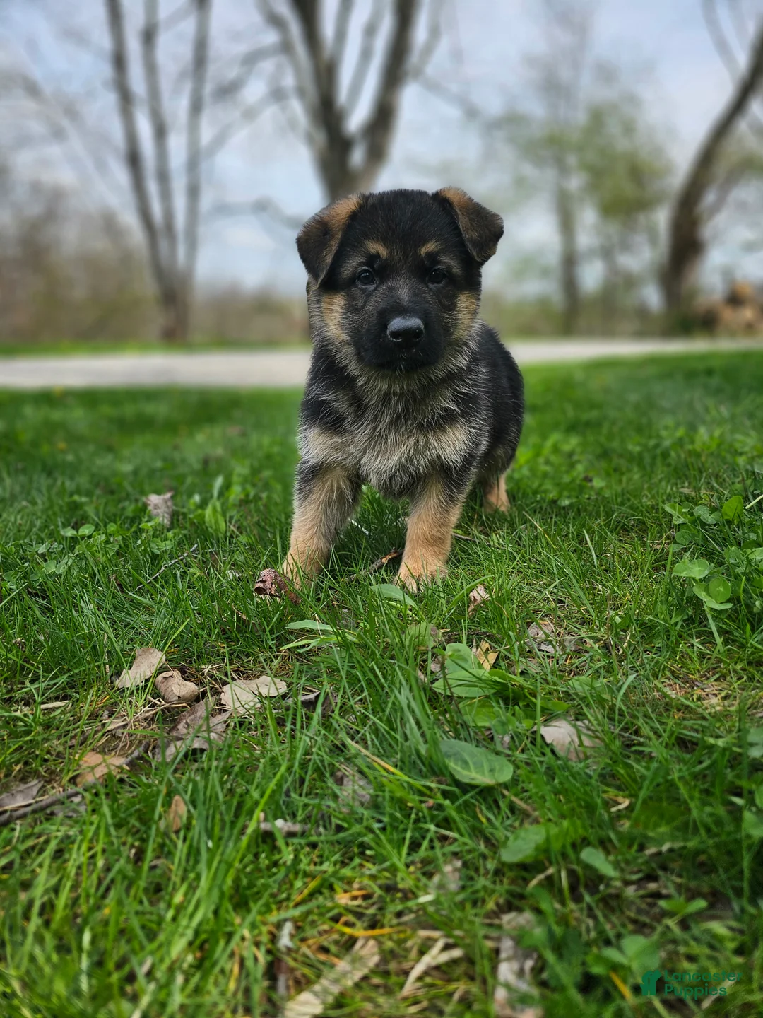 German Shepherd dogs for sale: Hunter  - Ad 2
