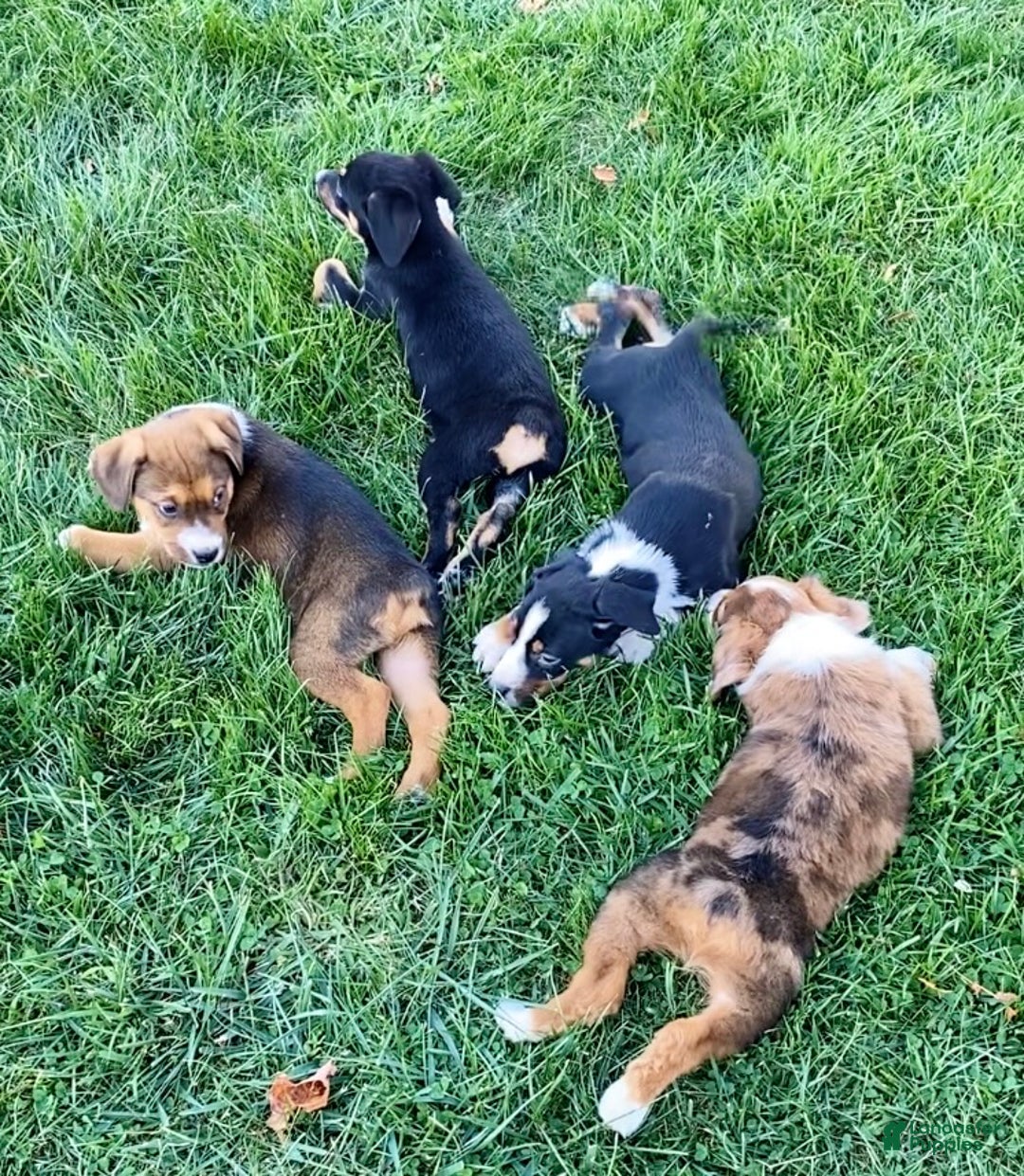 Rufus for sale in McZena Lancaster Puppies