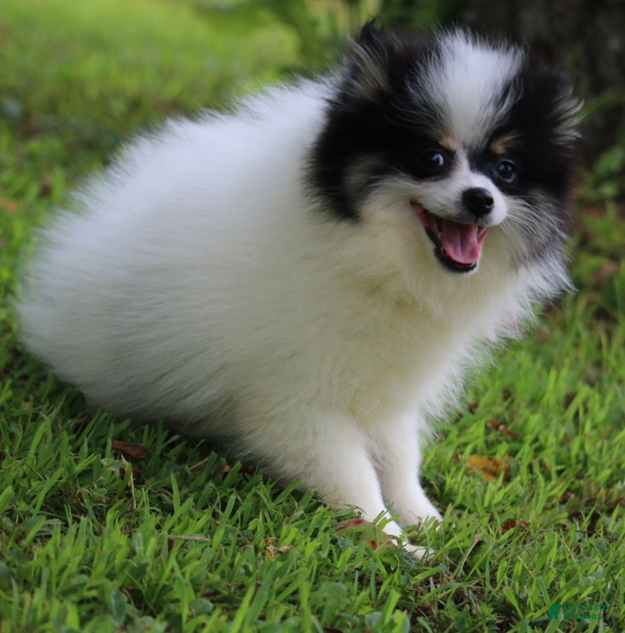 Pomsky dogs Trey - Ad 1