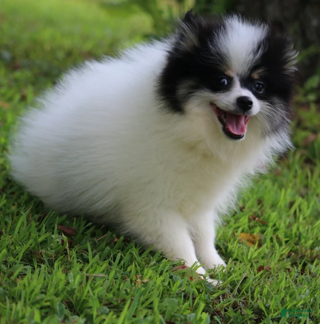Pomsky dogs for sale: Trey - Ad 1