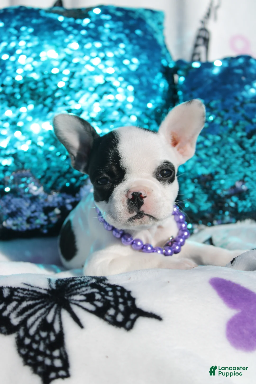 French Bulldog dogs for sale: Lola - Ad 1