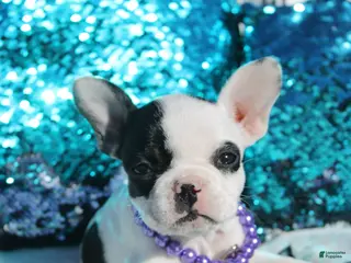 French Bulldog dogs Lola - Ad 5