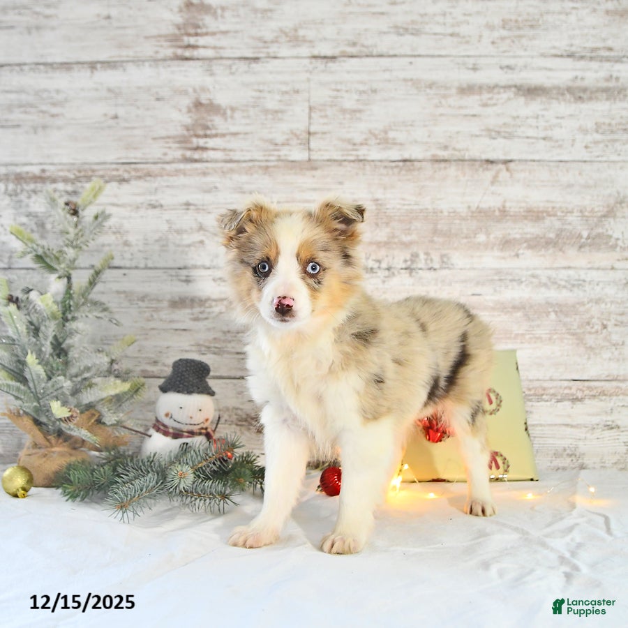 Miniature Australian Shepherd dogs Frosty - Ad 3