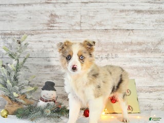 Miniature Australian Shepherd dogs Frosty - Ad 12