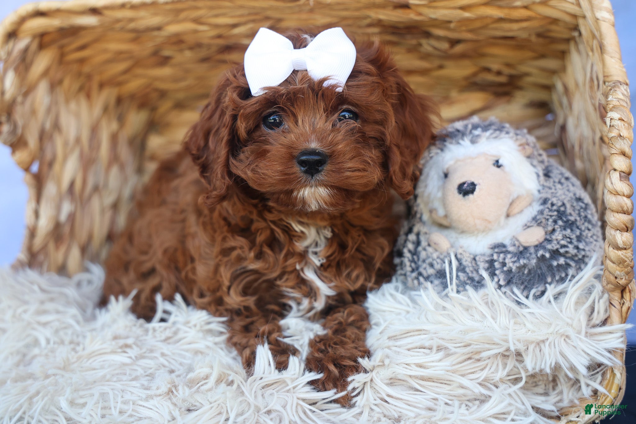 Cavapoo dogs for sale: RHODA - Ad 12