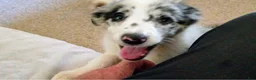Border Collie dogs for sale: Border Collie 1 - Ad 1