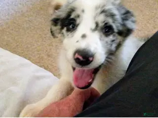 Border Collie dogs Border Collie 1 - Ad 20