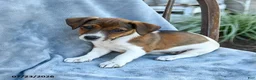 Jack Russell Terrier dogs for sale: Norah - Ad 3