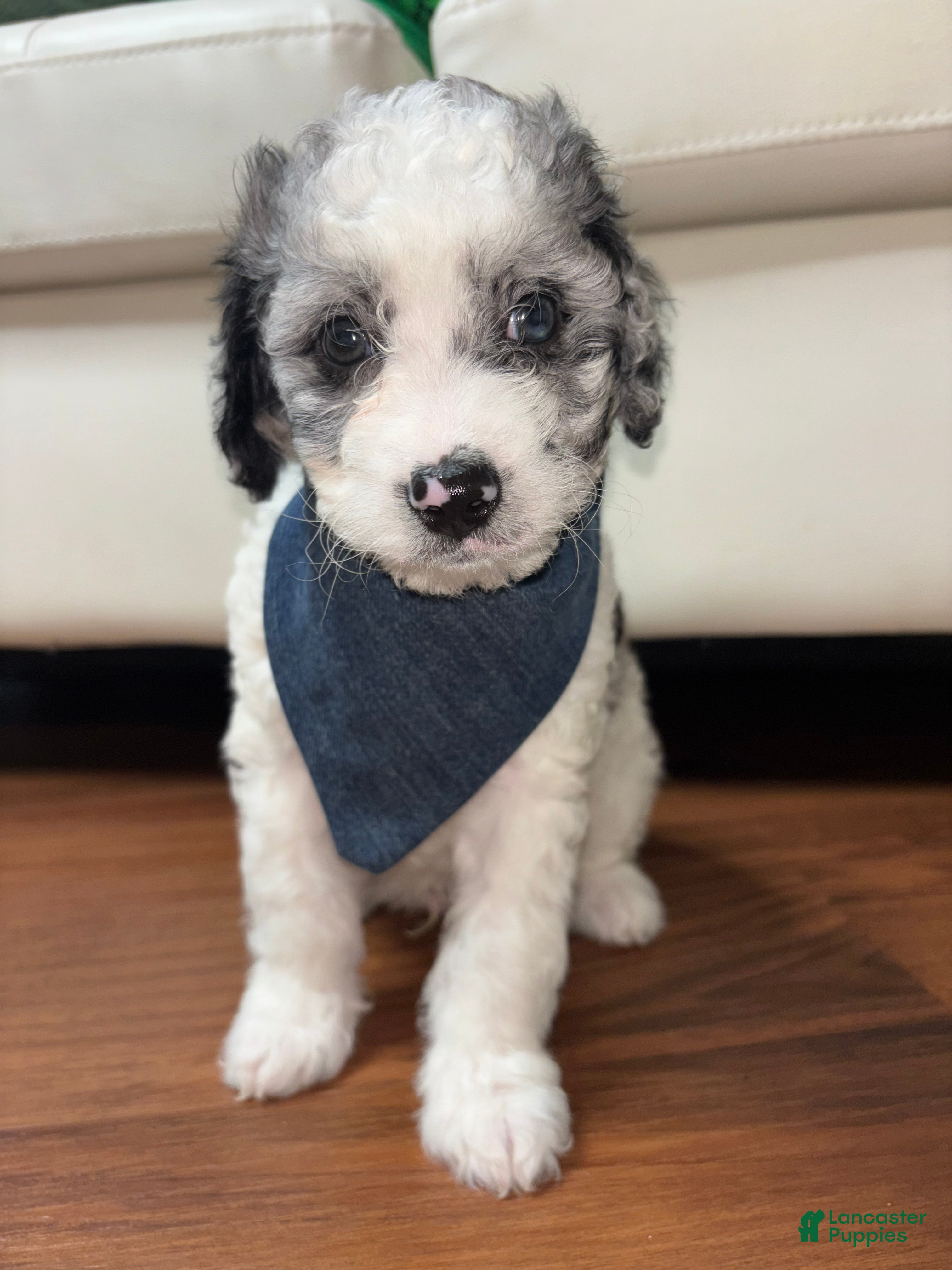Mini Goldendoodle dogs Bentley  - Ad 2