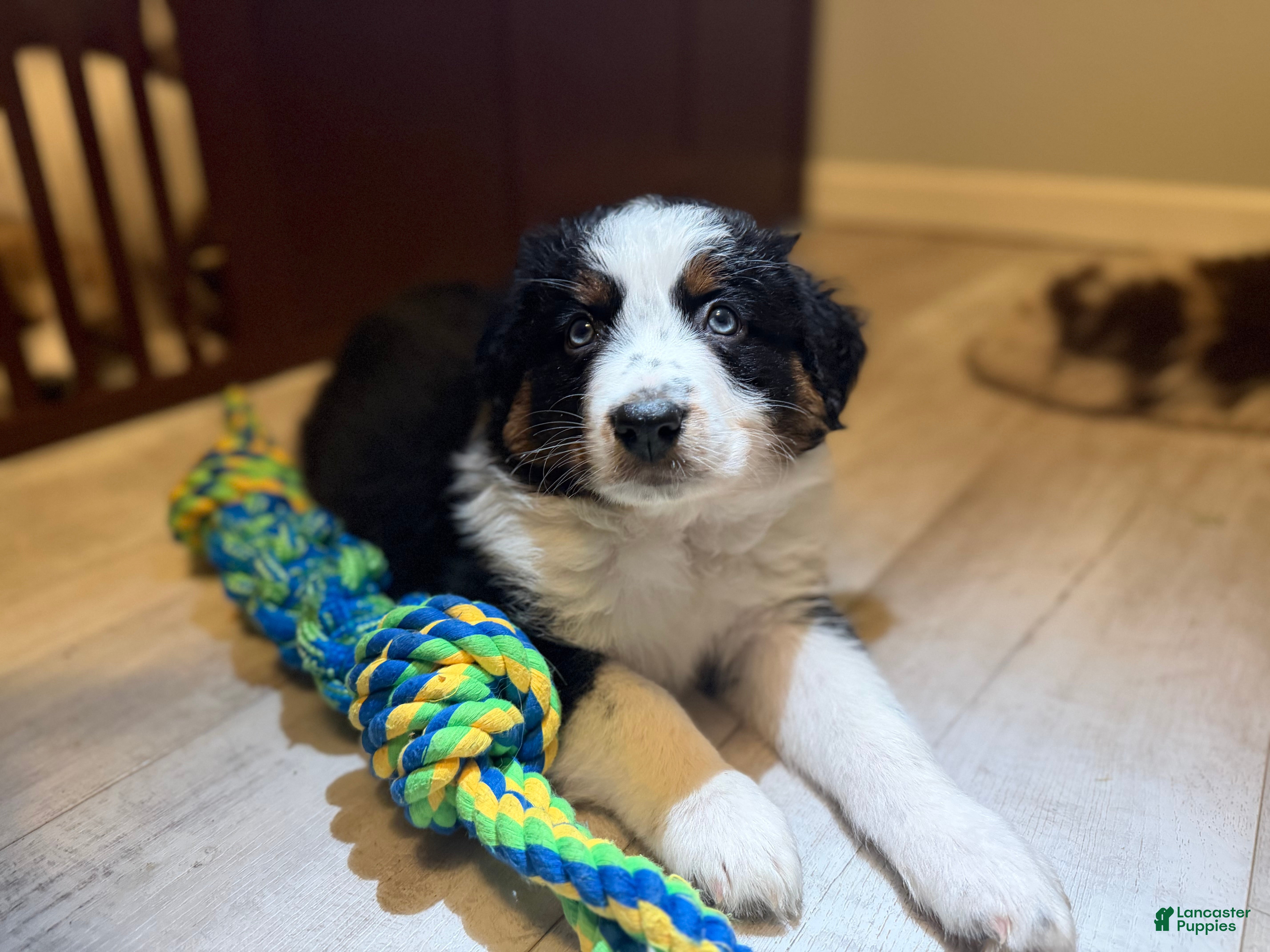 Australian Shepherd dogs Anchor - Ad 2