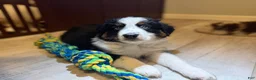 Australian Shepherd dogs for sale: Anchor - Ad 2
