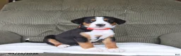 Greater Swiss Mountain Dog dogs for sale: Fancy - Ad 3