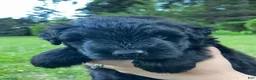 Bouvier Des Flandres dogs for sale: Bouvier Des Flandres 2 - Ad 9