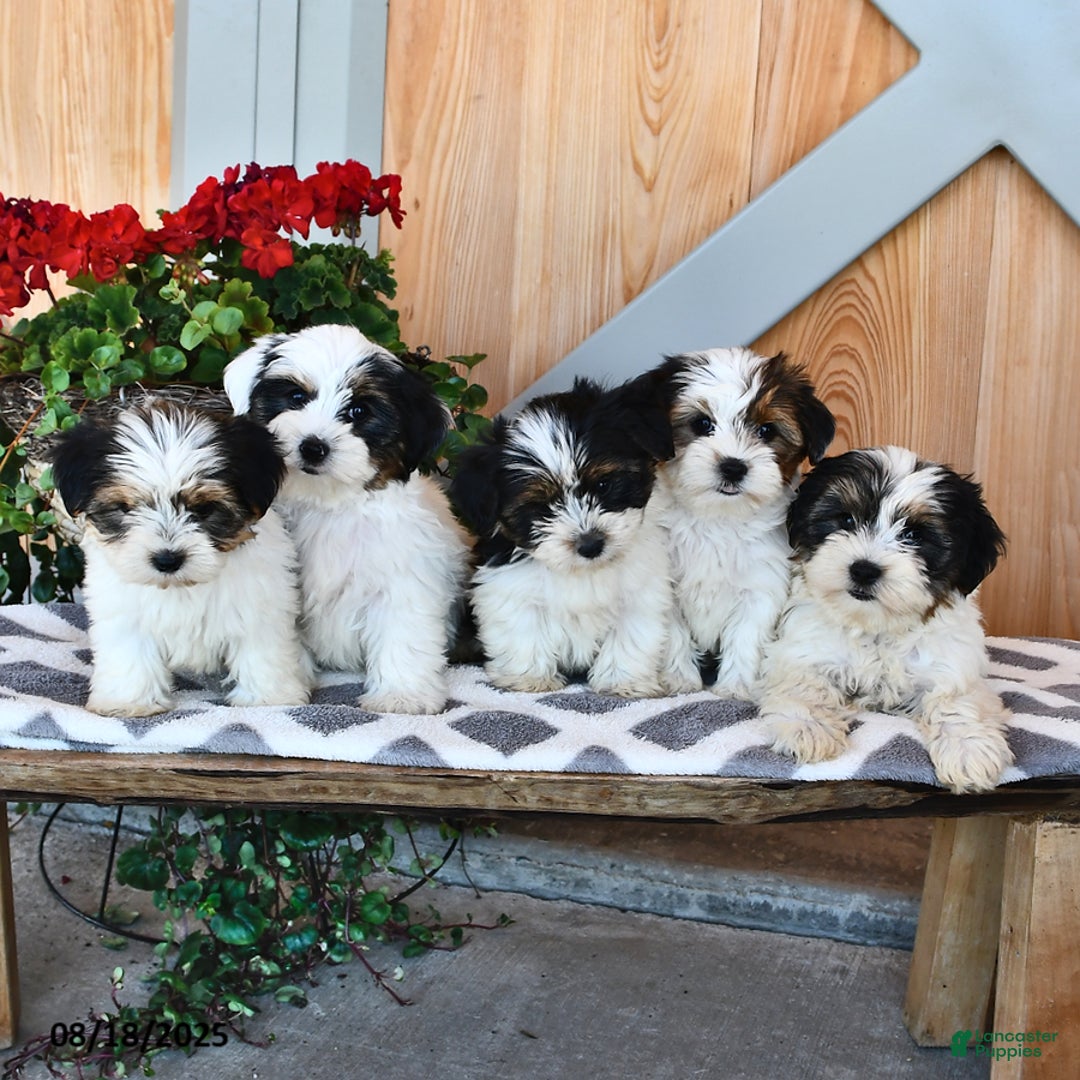 Biewer Terrier dogs for sale: Mervin - Ad 16