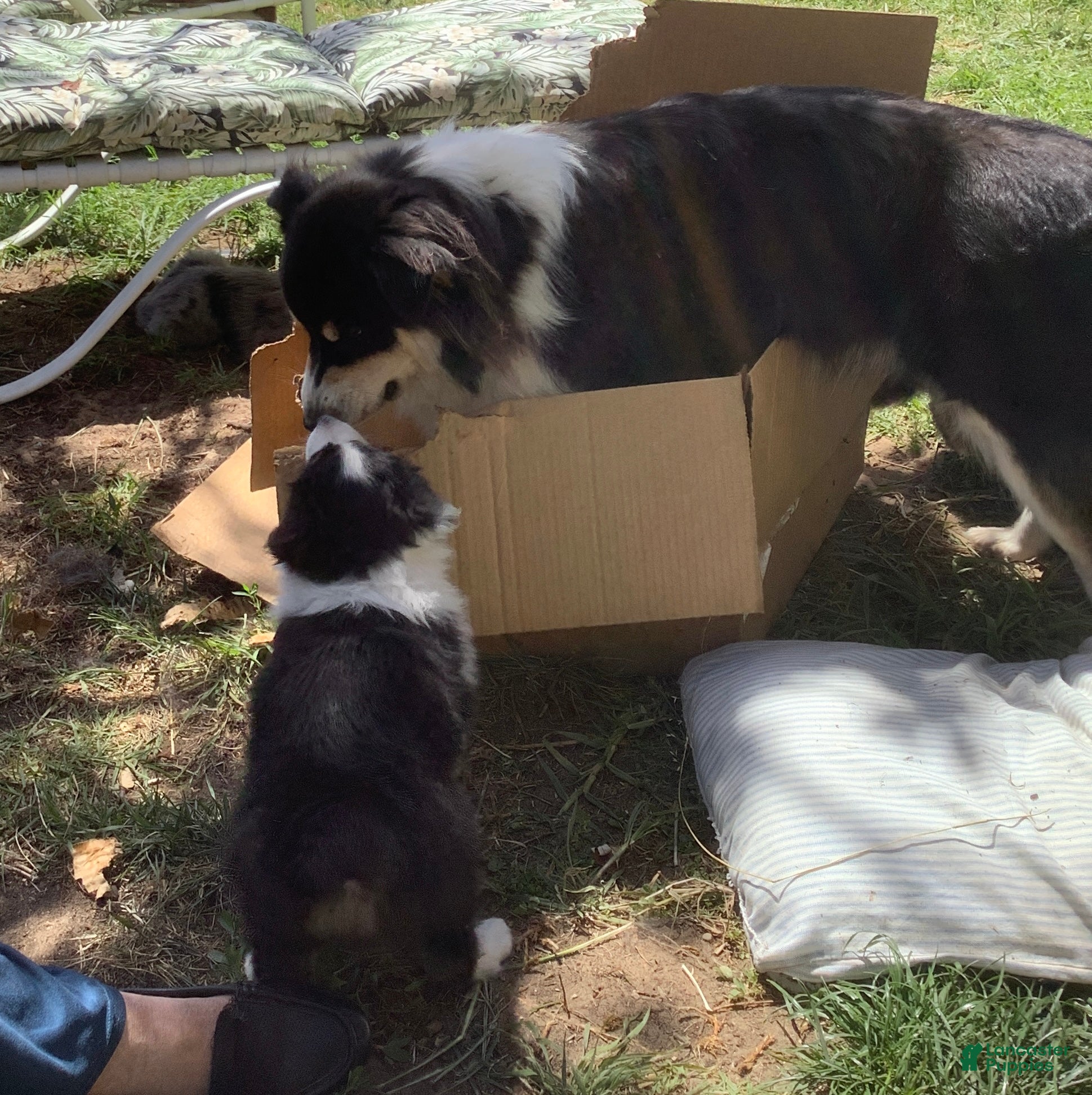 Australian Shepherd dogs Australian Shepherd Puppy 1 - Ad 20