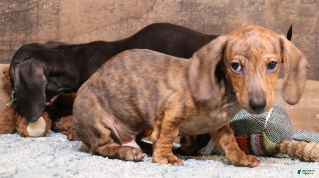 Miniature Dachshund dogs for sale: Benjie red brindle smooth male - Ad 2