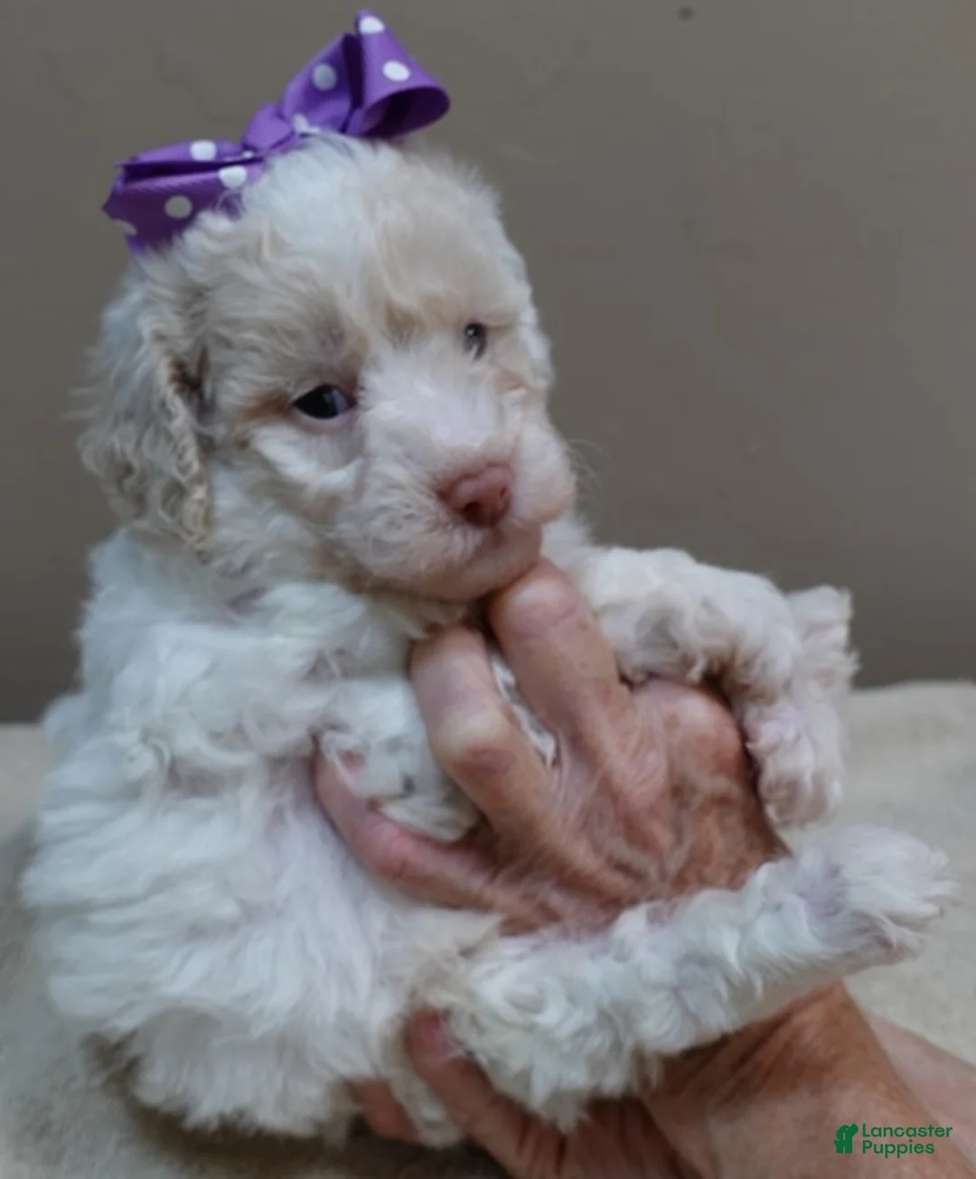 Toy Poodle dogs for sale: Effie cream parti female - Ad 2