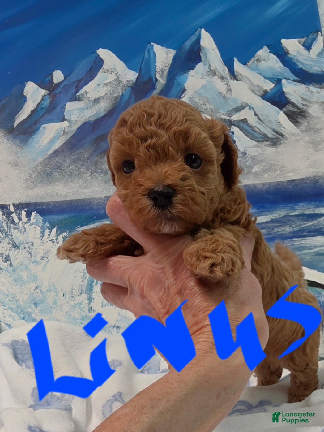 Maltipoo dogs Maltipoo 1 - Ad 2