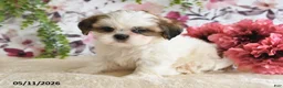 Shih Tzu dogs for sale: Alex - Ad 5