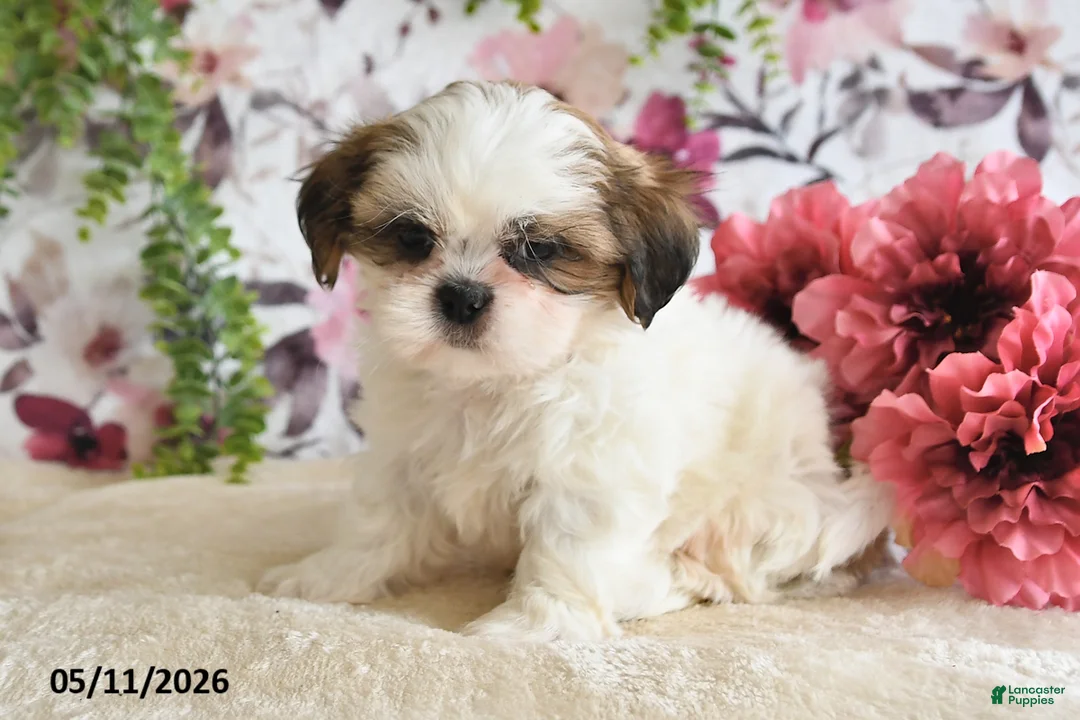 Shih Tzu dogs for sale: Alex - Ad 5