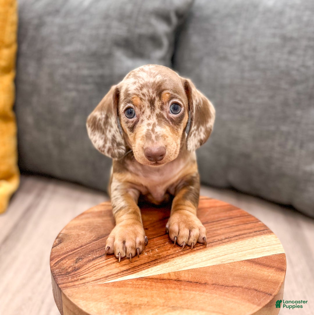 Sausage Dog Dachshund Poodle Mix Puppies For Sale Sausage Cutest