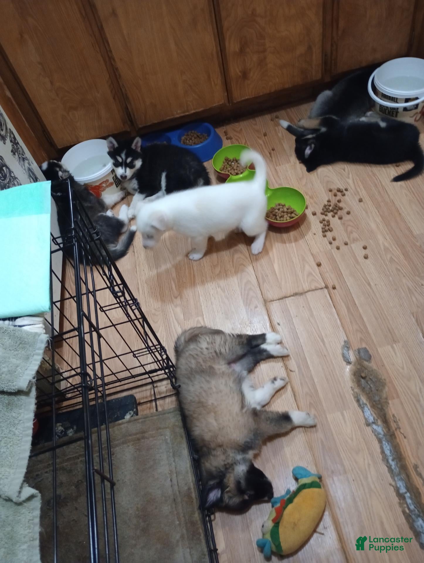 Mixed Breed dogs for sale: Mixed Breed 3 - Ad 1