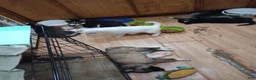 Mixed Breed dogs for sale: Mixed Breed 3 - Ad 1
