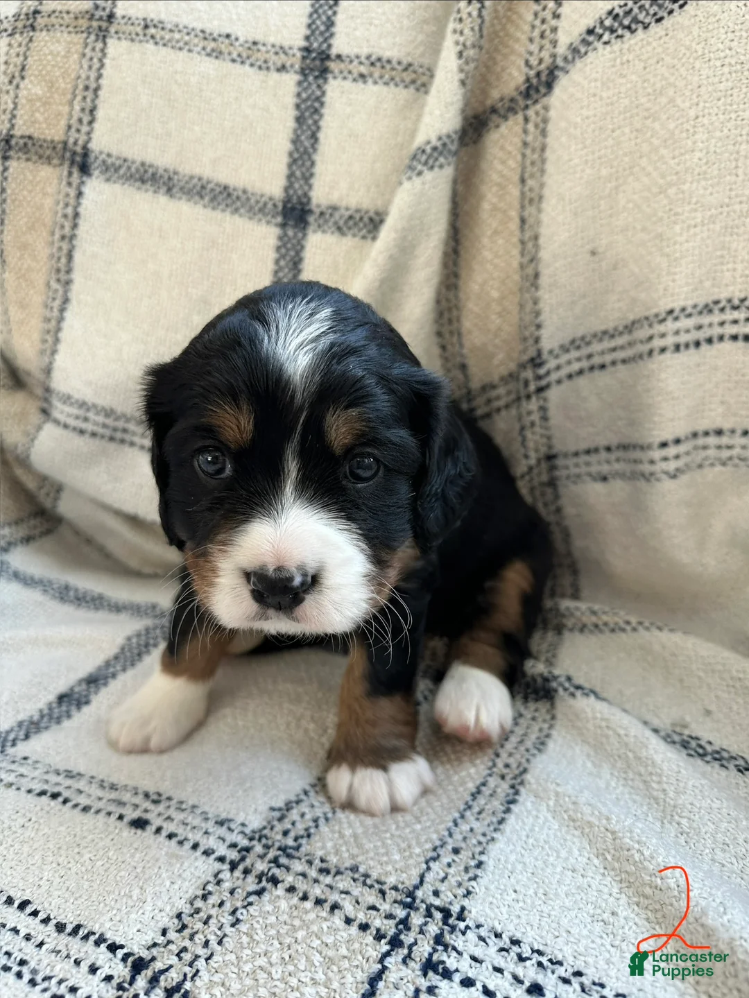 Miniature Bernese Mountain Dog dogs for sale: Miniature Bernese Mountain Dog Puppy 1 - Ad 2