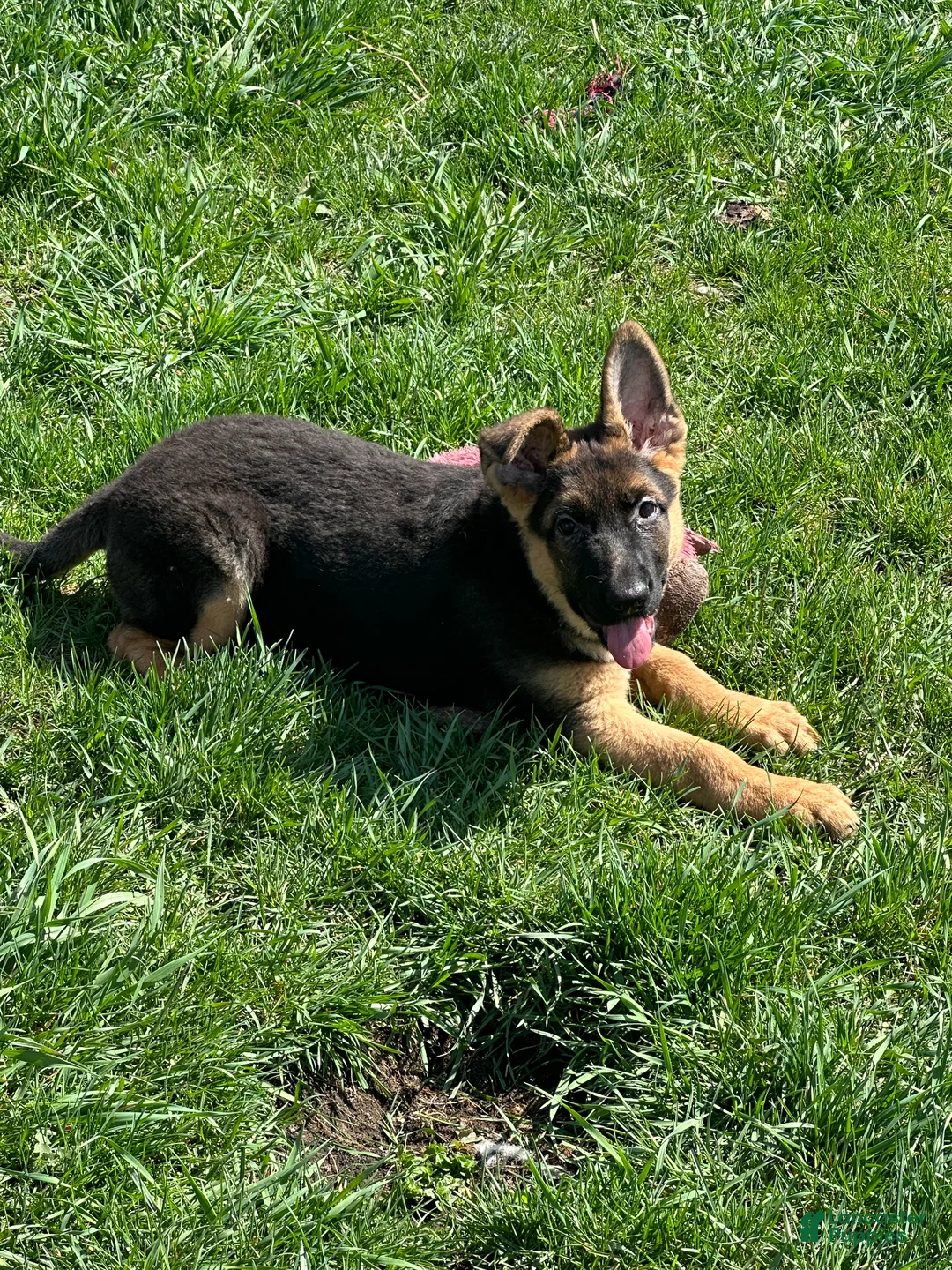 German Shepherd dogs for sale: German Shepherd Puppy 1 - Ad 2