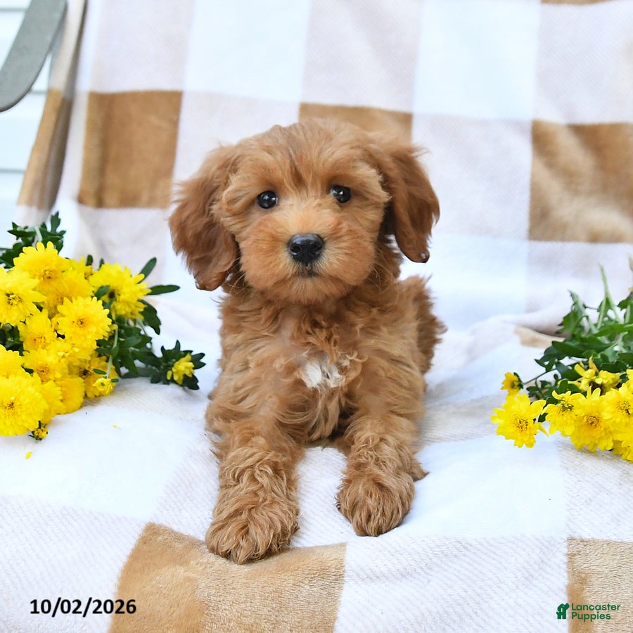 Mini Goldendoodle dogs Julie  - Ad 2