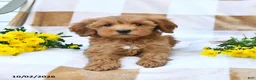 Mini Goldendoodle dogs for sale: Julie  - Ad 7