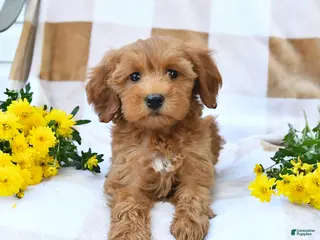 Mini Goldendoodle dogs Julie - Ad 2