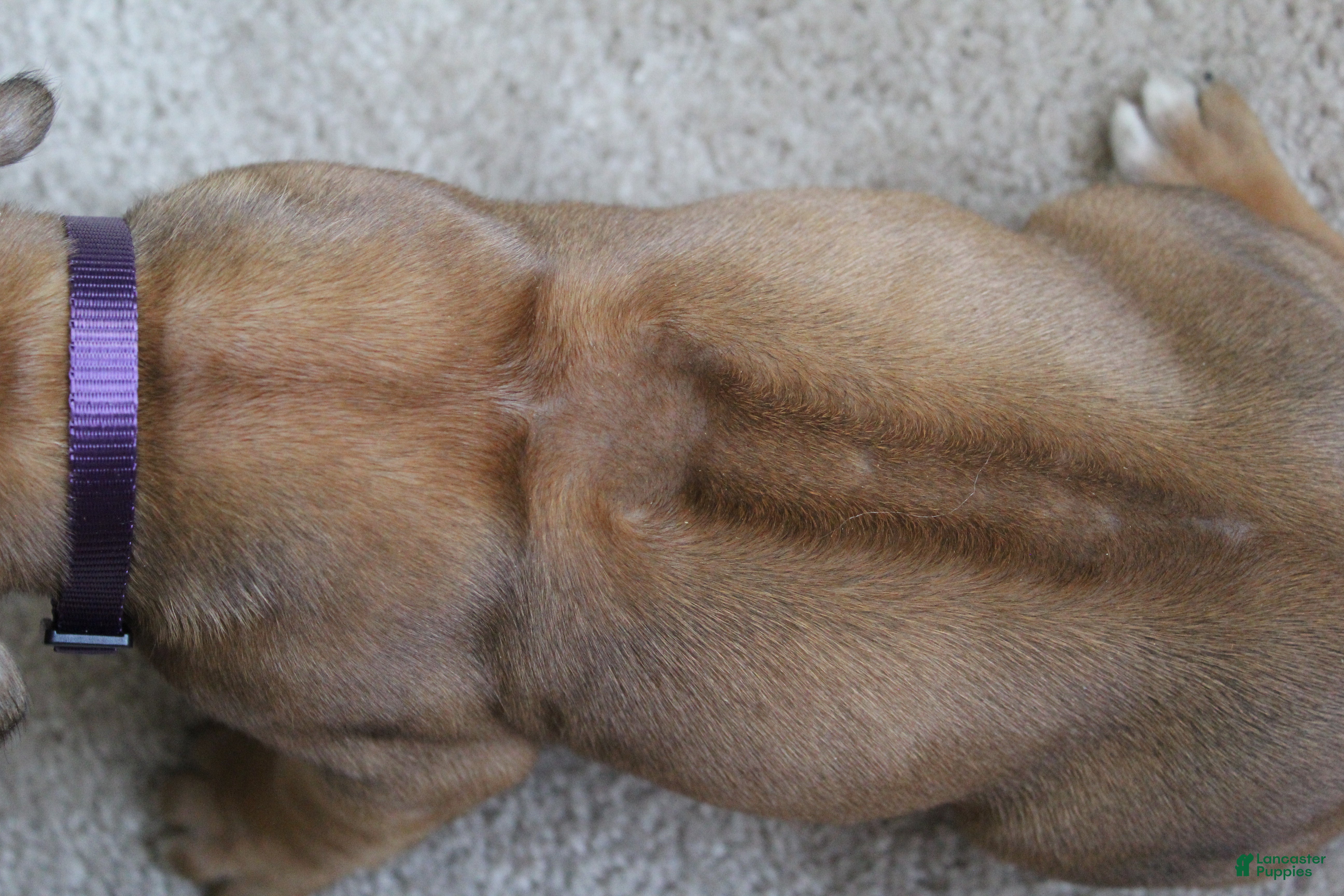 Rhodesian Ridgeback dogs Ellie - Ad 2