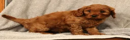 Cavapoo dogs for sale: Bruce - Ad 7