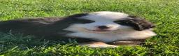 Bernese Mountain Dog dogs for sale: Rambo  - Ad 13