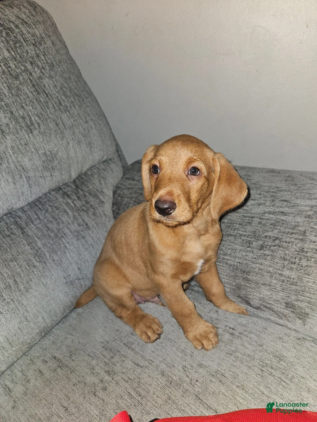 Mixed Breed dogs for sale: Mixed Breed 2 - Ad 1