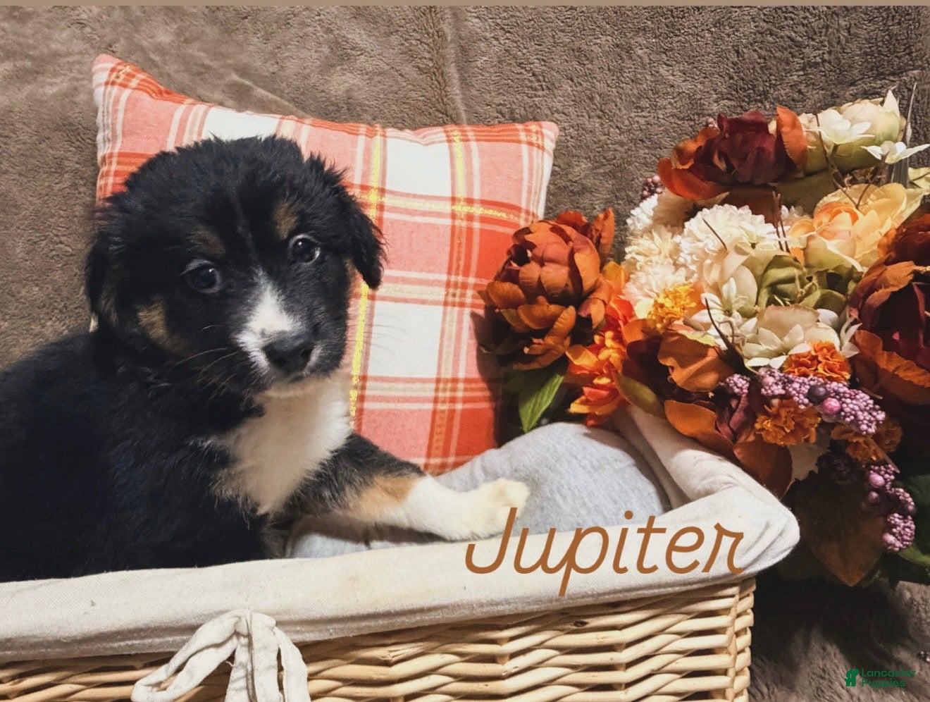 Australian Shepherd dogs for sale: Jupiter - Ad 4